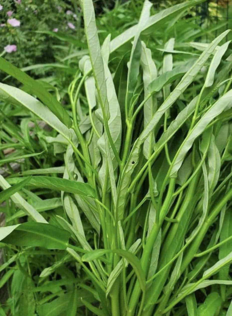 Rau muống 1 kg