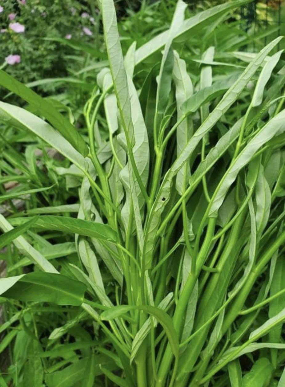 Rau muống 1 kg — photo 1 of 1